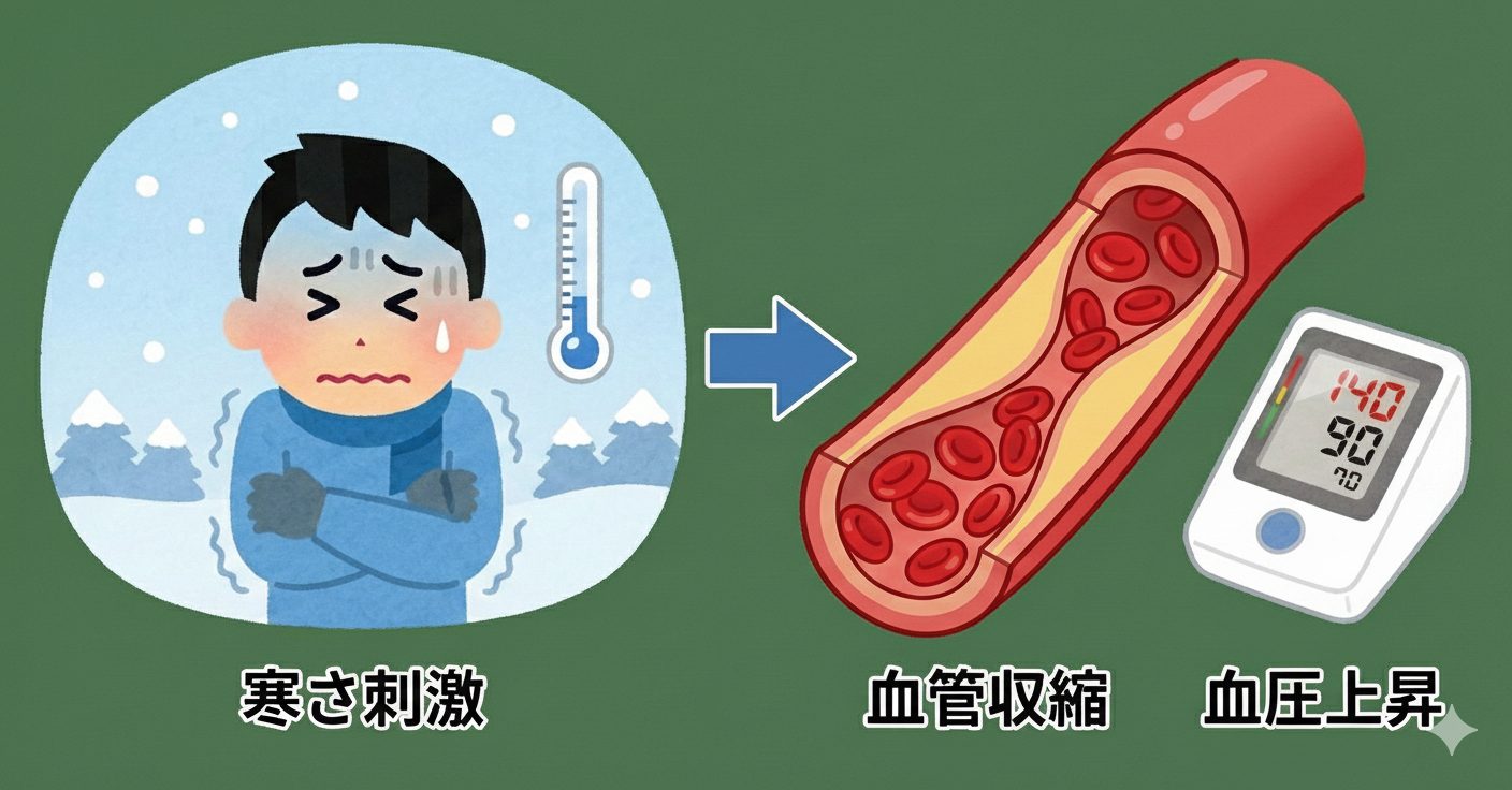 血管収縮のメカニズム